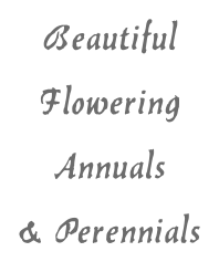 Beautiful Flowering Annuals & Perennials