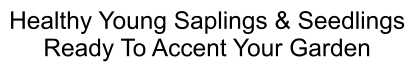 Healthy Young Saplings & Seedlings Ready To Accent Your Garden